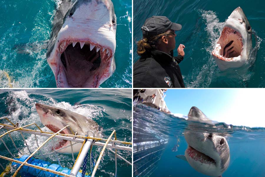المصور البريطاني يتعرض لهجوم سمك القرش في مياه  جنوب إفريقيا.