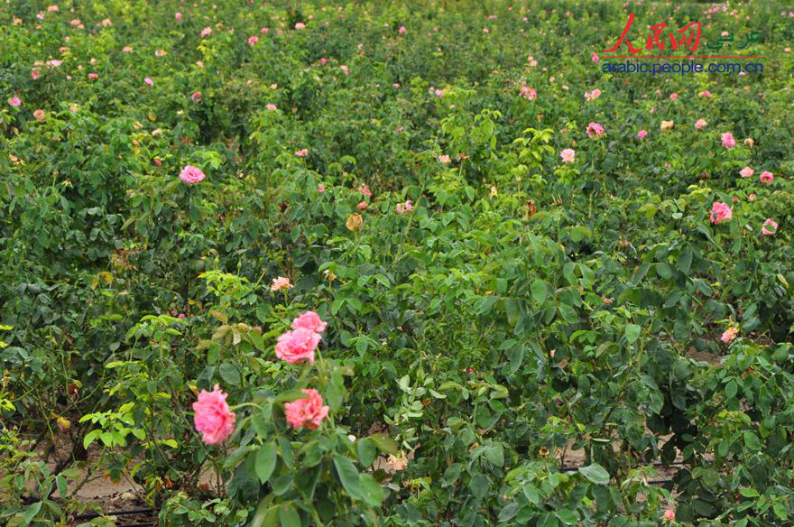 مشاهد  رائعة من وادي الزهور في سانيا بمقاطعة هاينان   (2)