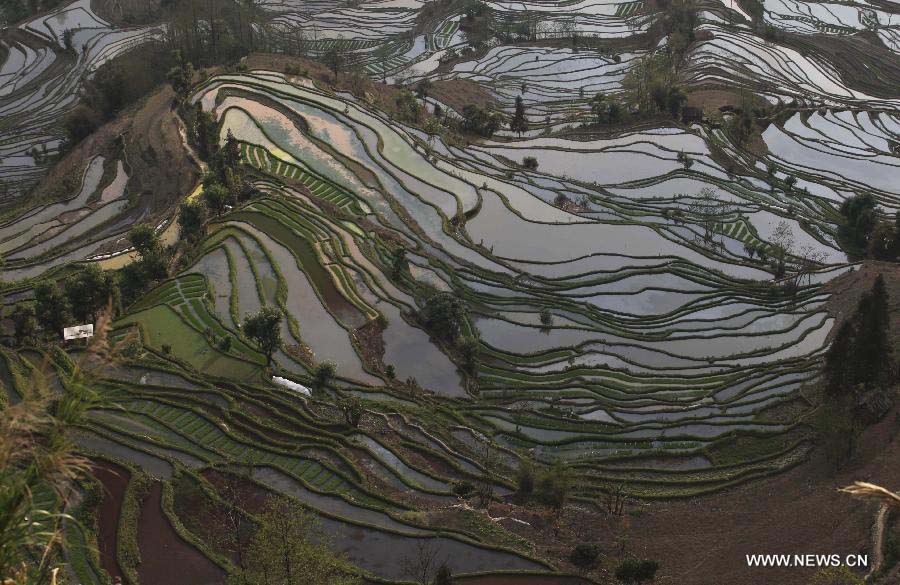 اليونسكو تضيف مصاطب الأرز الصينية إلى مواقع التراث العالمي  (3)