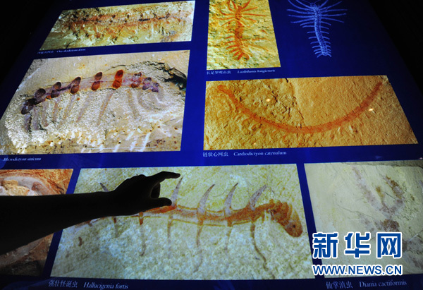 لمحة عن مواقع التراث العالمي في الصين: منطقة أحافير تشنغجيانغ  (3)