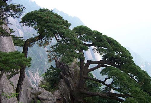 لمحة عن مواقع التراث العالمي: جبل هوانشان   (24)