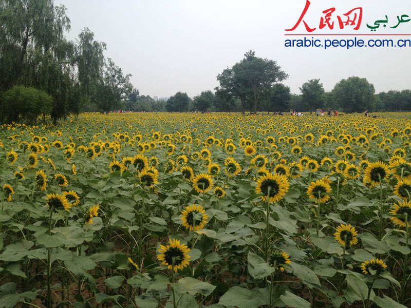 أكبر حقل عباد الشمس بمدينة بكين يفتح مجانا للزوار (3)