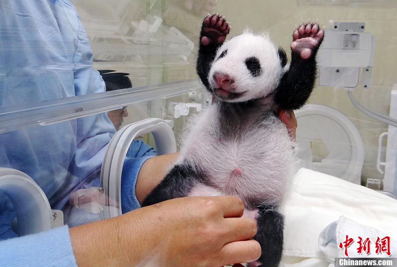 مولود الباندا يلقى إهتماما كبيرا في تايوان