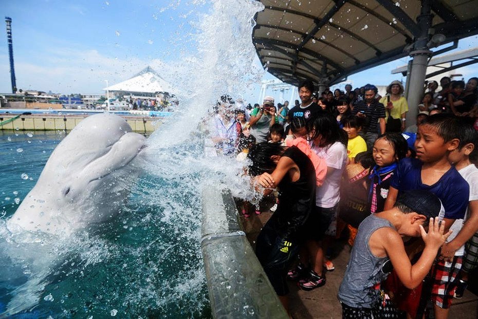 الحوت الأبيض يبرد السياح في مدينة يوكوهاما في اليابان