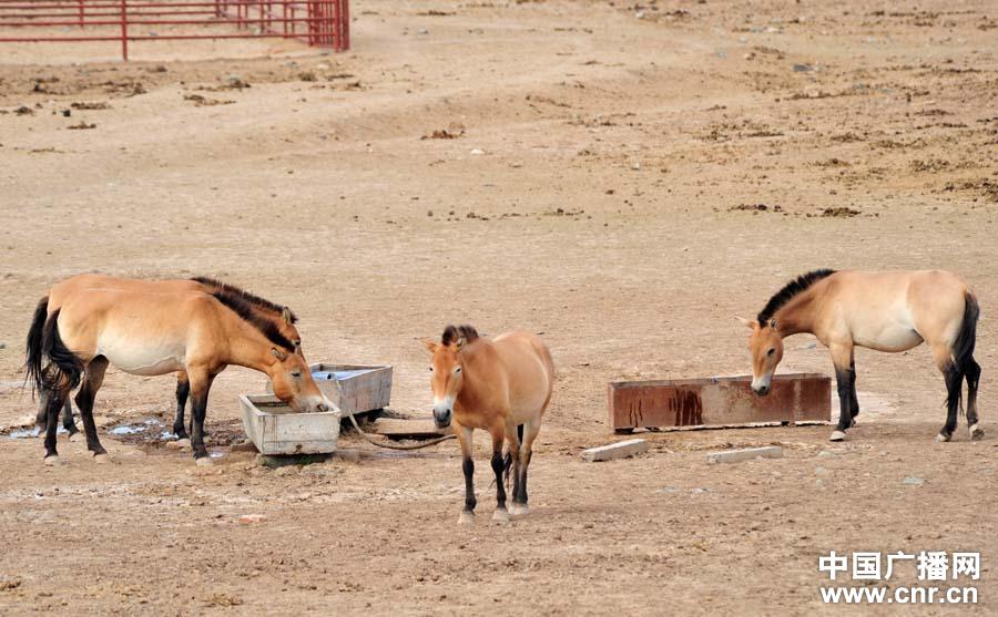 عدد خيول برزوالسكي في شينجيانغ يصل إلى 300 رأس  (3)