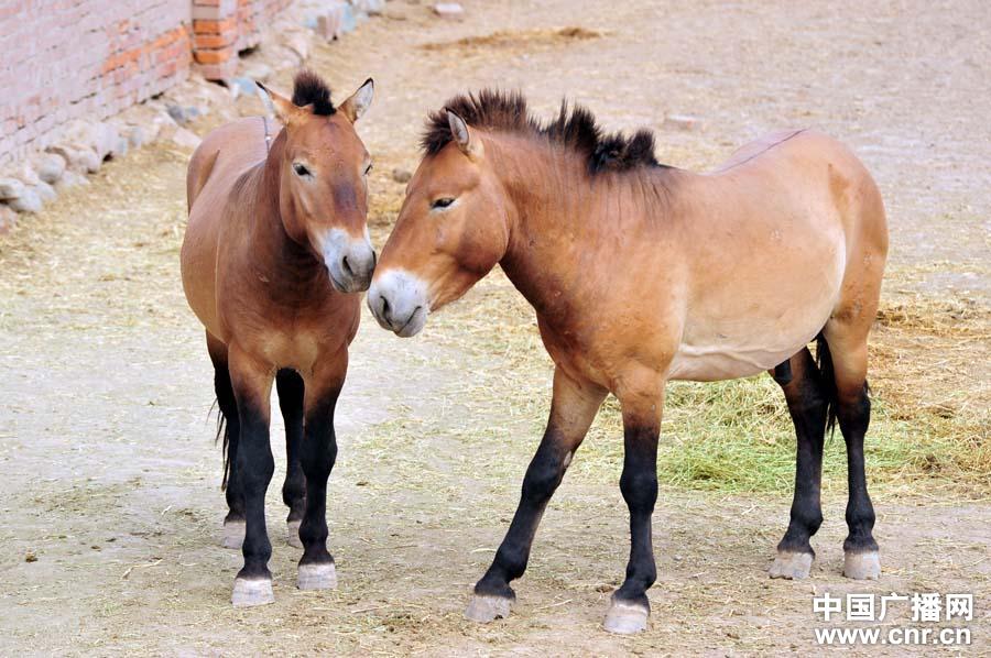 عدد خيول برزوالسكي في شينجيانغ يصل إلى 300 رأس  (4)