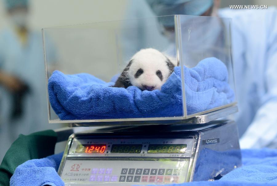 شبل باندا المولود في جنوب الصين يجري الفحص البدني الأول (5)