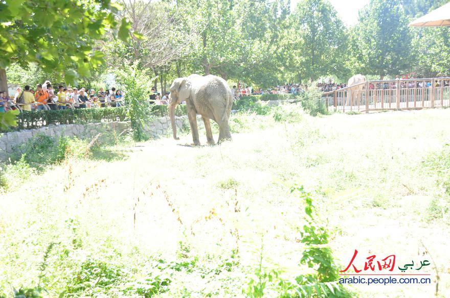 حديقة حيوانات بكين هي الأولى من أفضل عشر حدائق الحيوانات فى الصين  (10)