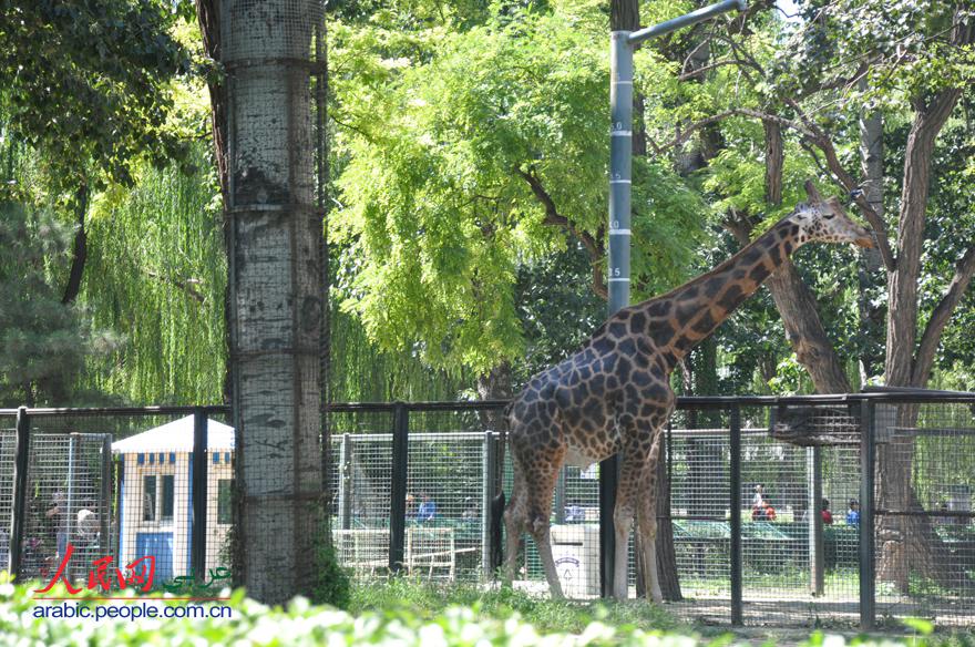 حديقة حيوانات بكين هي الأولى من أفضل عشر حدائق الحيوانات فى الصين 