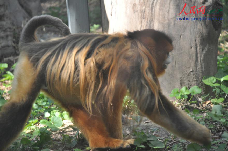 حديقة حيوانات بكين هي الأولى من أفضل عشر حدائق الحيوانات فى الصين  (3)