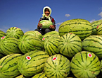 نينغشيا تسعي إلى تطوير زراعة البطيخ 
