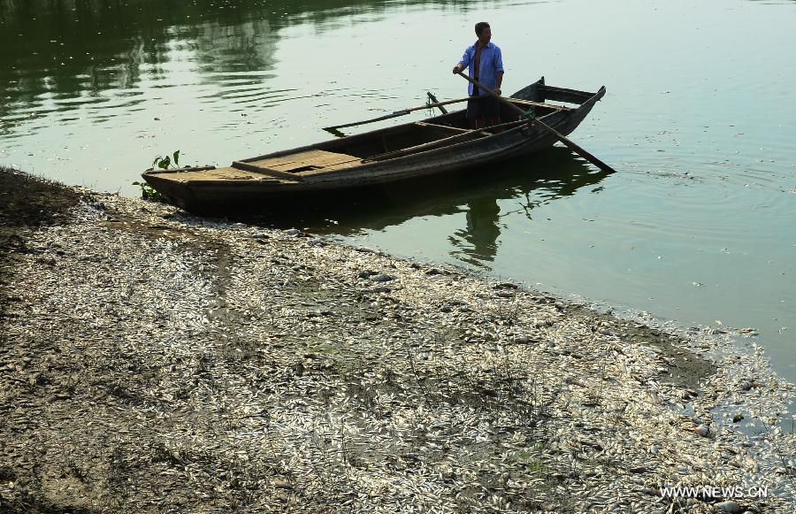 اسماك ميتة تطفو على نهر فوخه بوسط الصين (4)