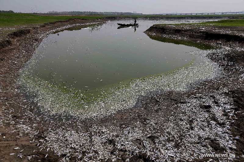 اسماك ميتة تطفو على نهر فوخه بوسط الصين (2)
