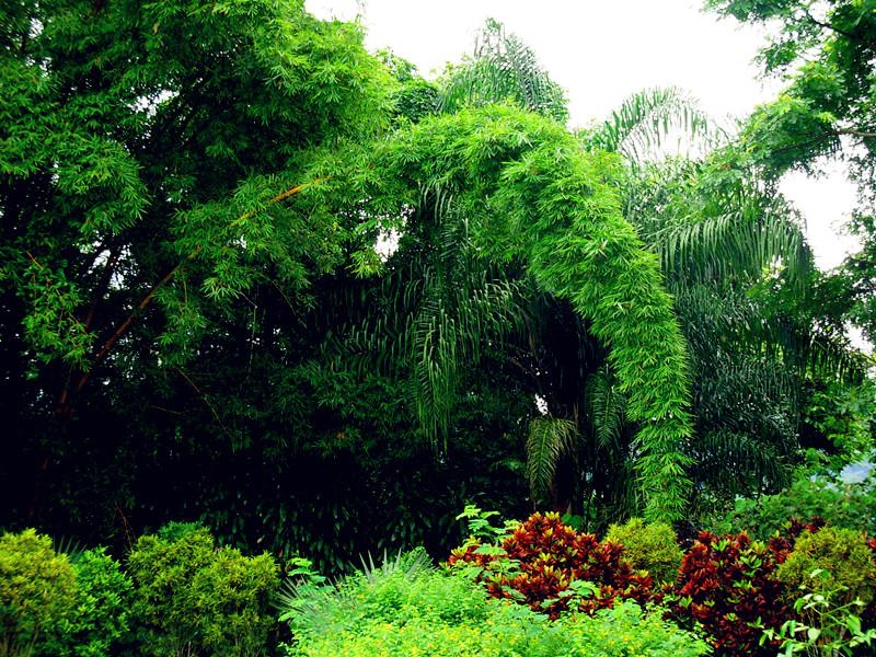 حديقة شيشوانغباننا للغابات الاستوائية    (9)