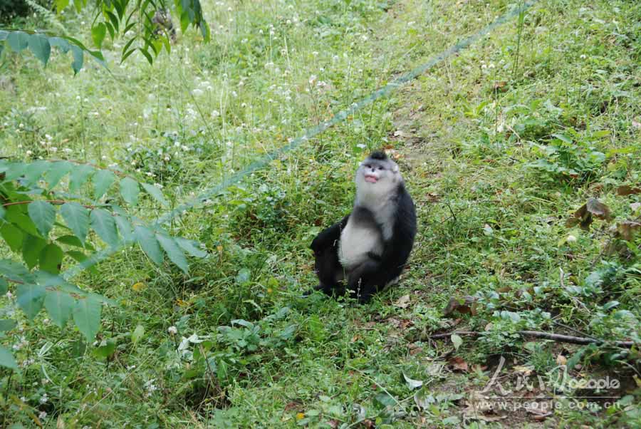 محمية القرد أفطس الأنف بديتشينغ  (2)