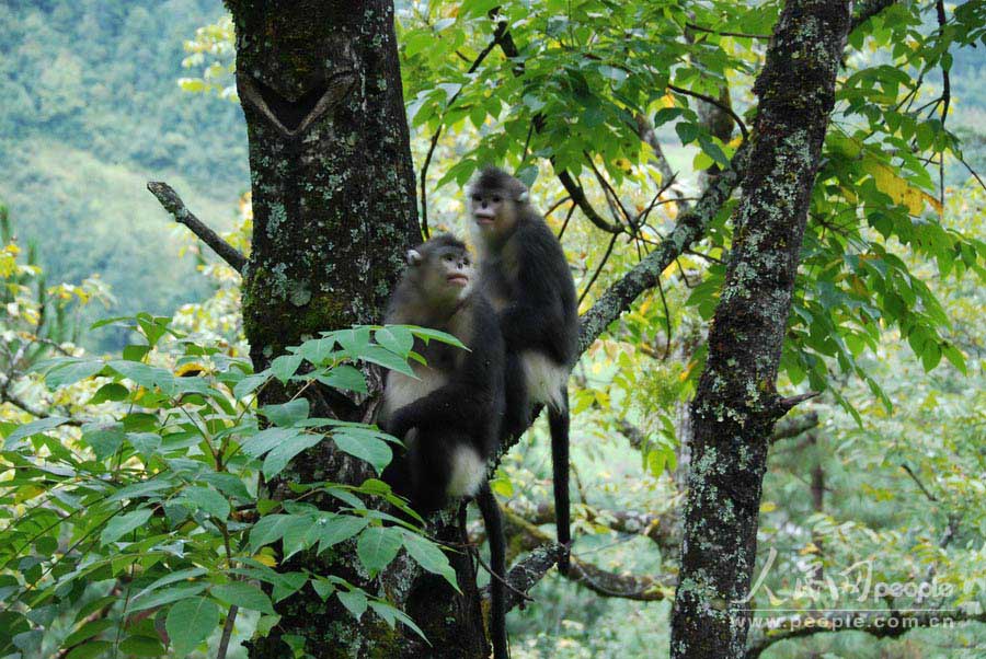 محمية القرد أفطس الأنف بديتشينغ  (3)
