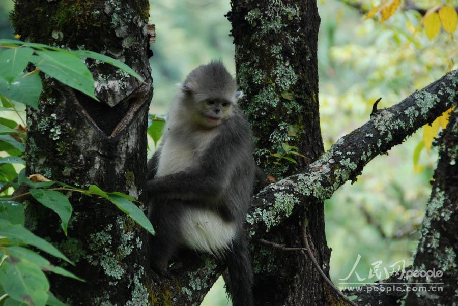 محمية القرد أفطس الأنف بديتشينغ  (5)