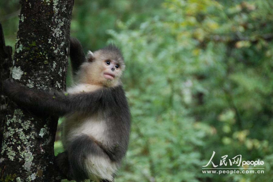 محمية القرد أفطس الأنف بديتشينغ 