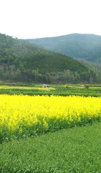 قرية تشينغيينغ فى محافظة شيبينغ 