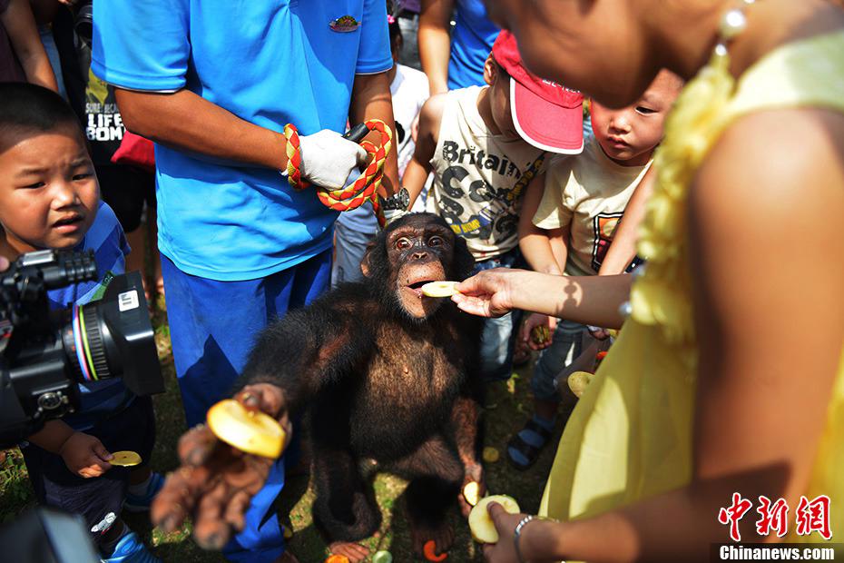 إطعام طفل "كعكة الفواكه" للشمبانزي.