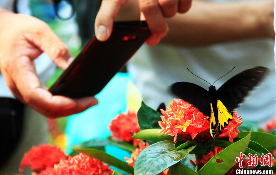 صور عالية الدقة:اتصال وثيق بين الزوار والفراشات فى هونان  (5)