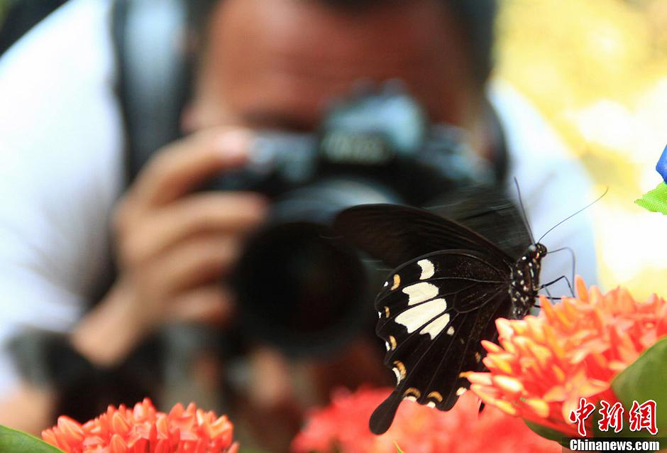 صور عالية الدقة:اتصال وثيق بين الزوار والفراشات فى هونان  (4)