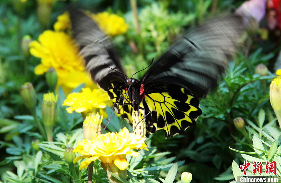صور عالية الدقة:اتصال وثيق بين الزوار والفراشات فى هونان  (3)