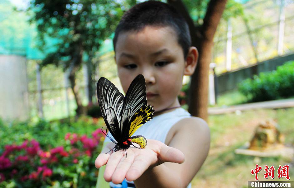 صور عالية الدقة:اتصال وثيق بين الزوار والفراشات فى هونان 