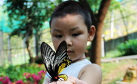اتصال وثيق بين الزوار والفراشات فى هونان 