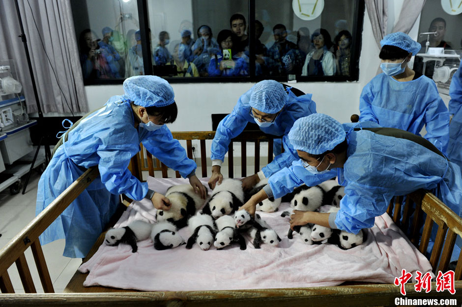 صور عالية الدقة:ظهور 14 مولود الباندا الجديد أمام الجمهور فى تشنغدو  (7)