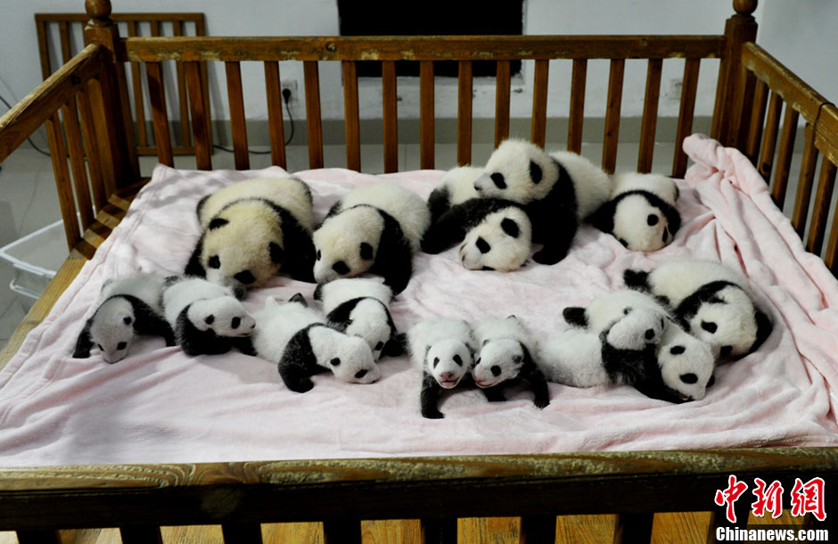صور عالية الدقة:ظهور 14 مولود الباندا الجديد أمام الجمهور فى تشنغدو  (6)
