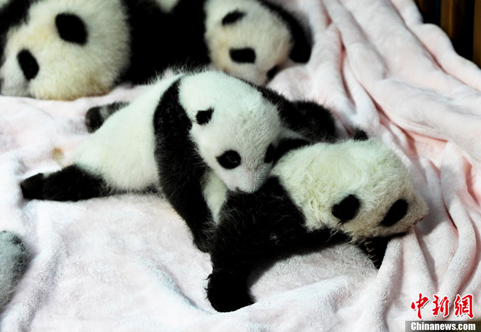 صور عالية الدقة:ظهور 14 مولود الباندا الجديد أمام الجمهور فى تشنغدو  (4)