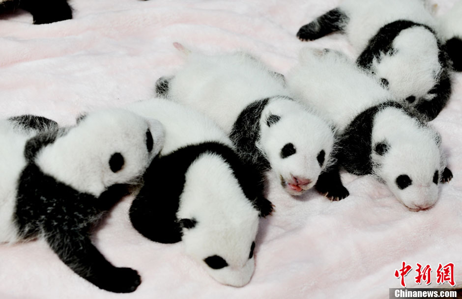 صور عالية الدقة:ظهور 14 مولود الباندا الجديد أمام الجمهور فى تشنغدو 
