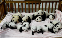 صور عالية الدقة:ظهور 14 مولود الباندا الجديد أمام الجمهور فى تشنغدو 