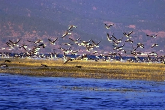 مواضيع السياحة فى يوننان: سياحة الطيور  