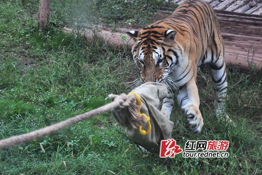 شد الحبل بين الإنسان والنمر في حيوان صيني يثير جدلا (3)