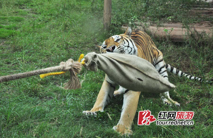 شد الحبل بين الإنسان والنمر في حيوان صيني يثير جدلا (2)