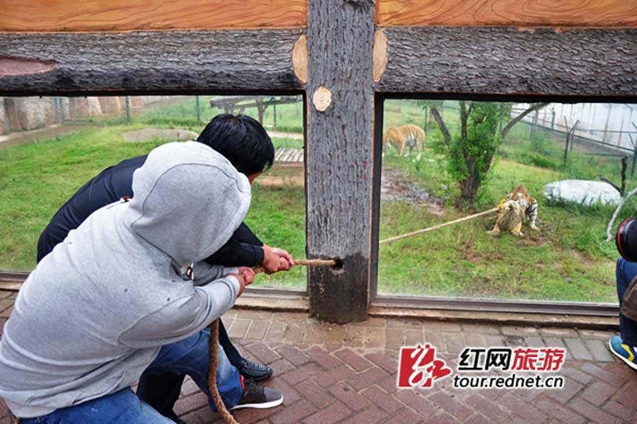 شد الحبل بين الإنسان والنمر في حيوان صيني يثير جدلا