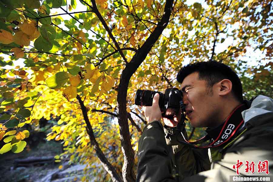 جبل شيانغشان ببكين يستقبل  ذروة زيارة الأوراق الحمراء  (9)