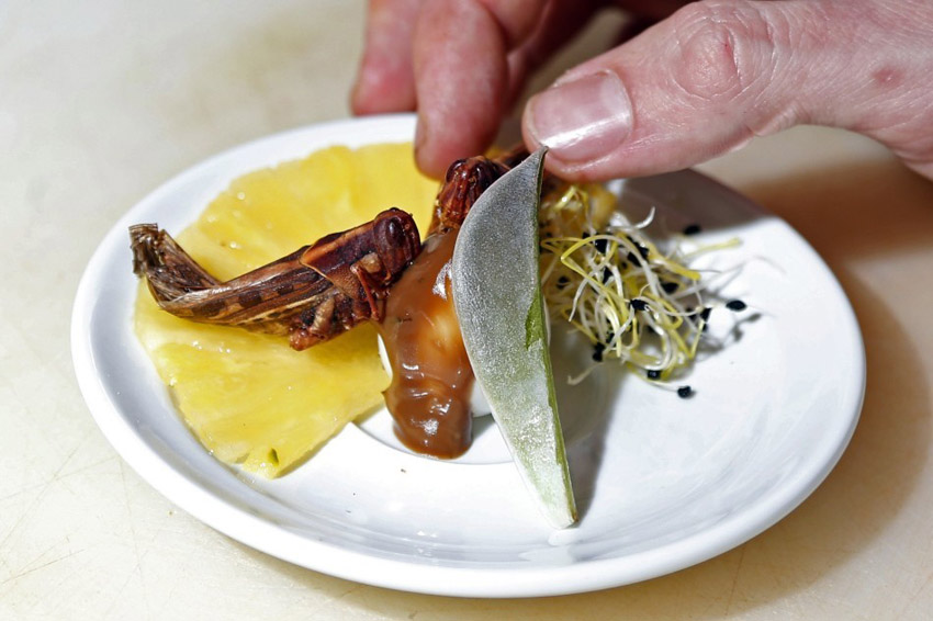 أطباق الحشرة تقدم في أحد المطاعم في باريس (8)