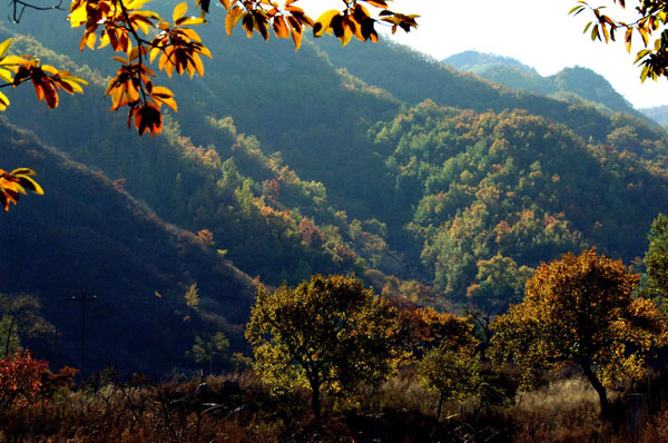 منطقة المناظر الطبيعية بجبال يونمنغ : البحر الغابي، تسمى ب"جبل هوانغشان الصغير" 