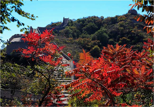 جزء موتيانيوي من سور الصين العظيم: السور العظيم والجبال المغطية والمزينة بالأوراق الحمراء 