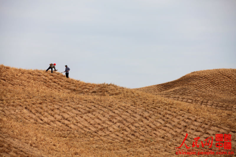 قصة بالصور: أبطال ترويض الصحراء في الصين  (17)