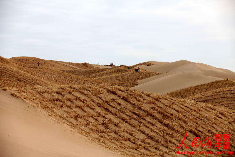 قصة بالصور: أبطال ترويض الصحراء في الصين  (15)