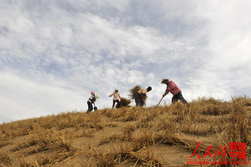 قصة بالصور: أبطال ترويض الصحراء في الصين  (5)
