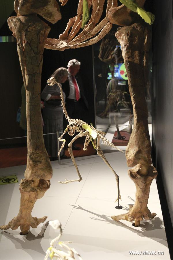 معرض احافير الديناصور الصينية في سيدني
