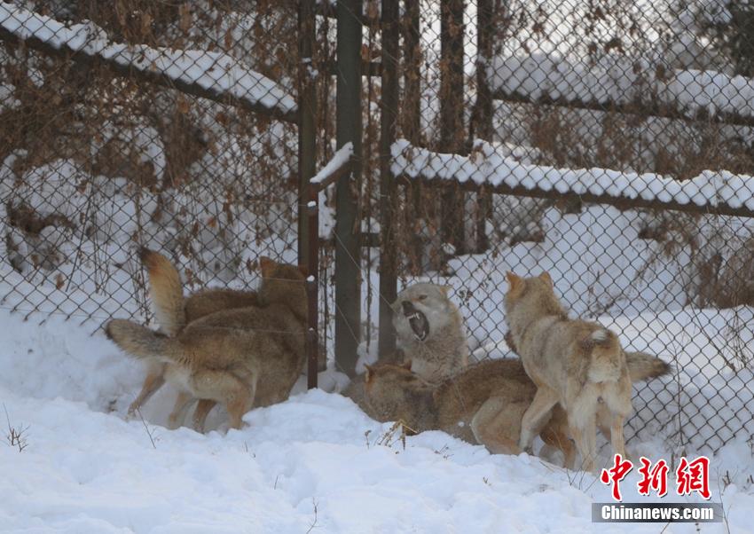 صور:استمتاع الحيوانات الشرسة بالثلوج الكثيفة فى شمال شرقي الصين (7)