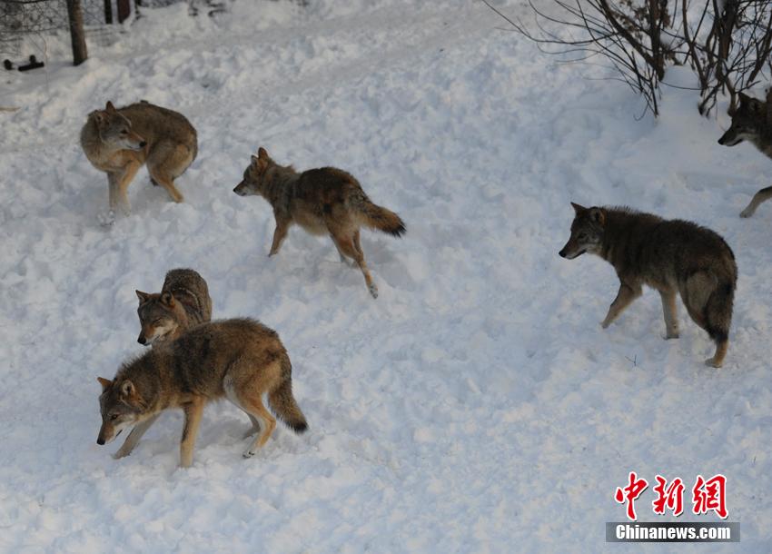 صور:استمتاع الحيوانات الشرسة بالثلوج الكثيفة فى شمال شرقي الصين (6)