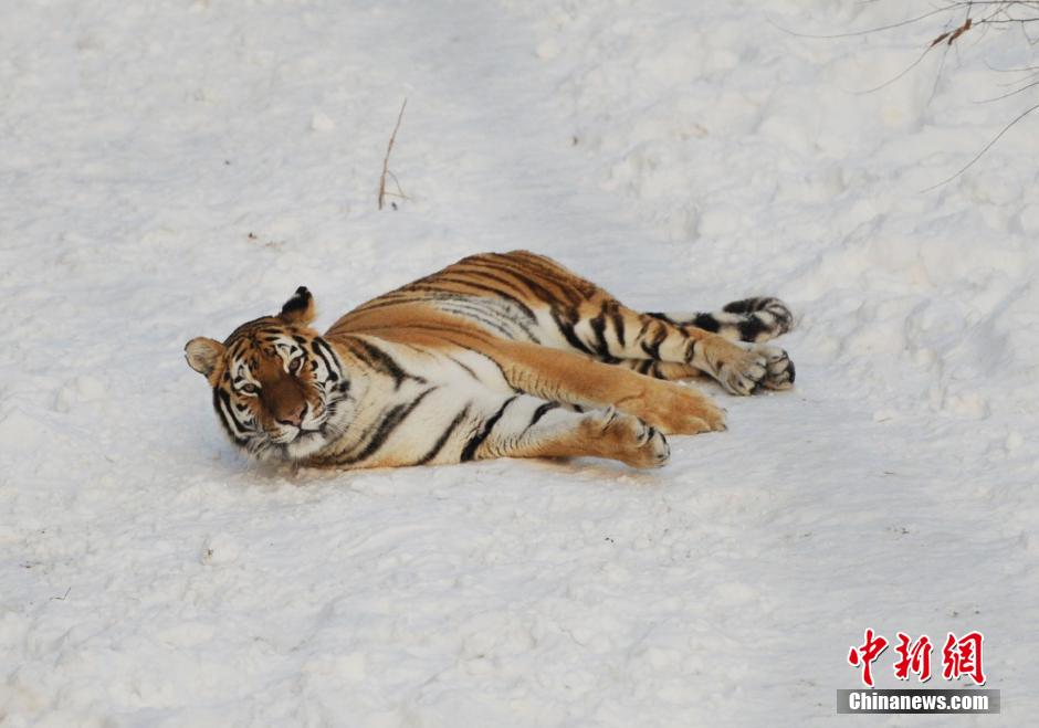 صور:استمتاع الحيوانات الشرسة بالثلوج الكثيفة فى شمال شرقي الصين (3)