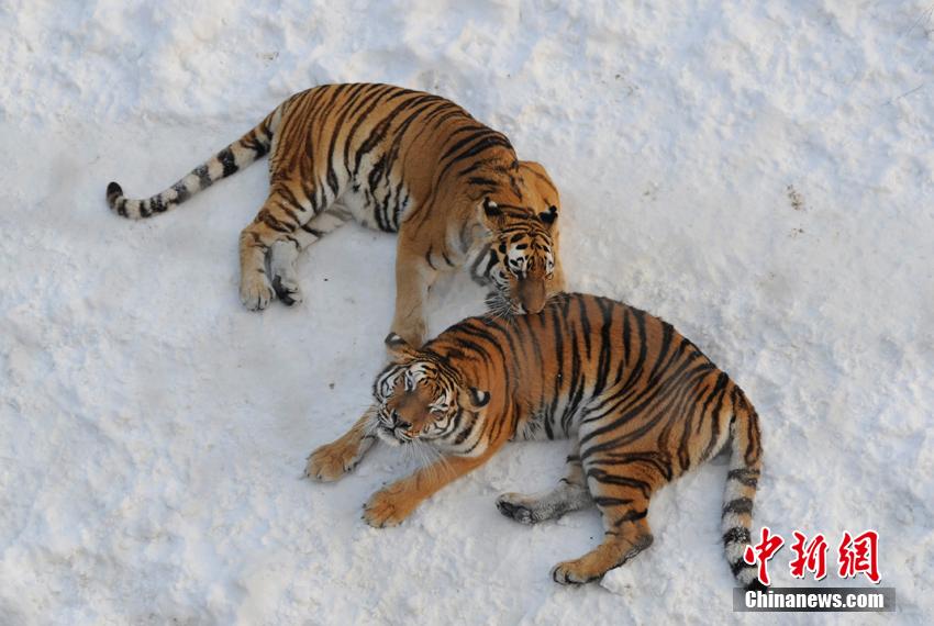 صور:استمتاع الحيوانات الشرسة بالثلوج الكثيفة فى شمال شرقي الصين